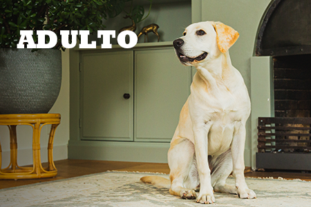 Alimentación natural para perros adultos